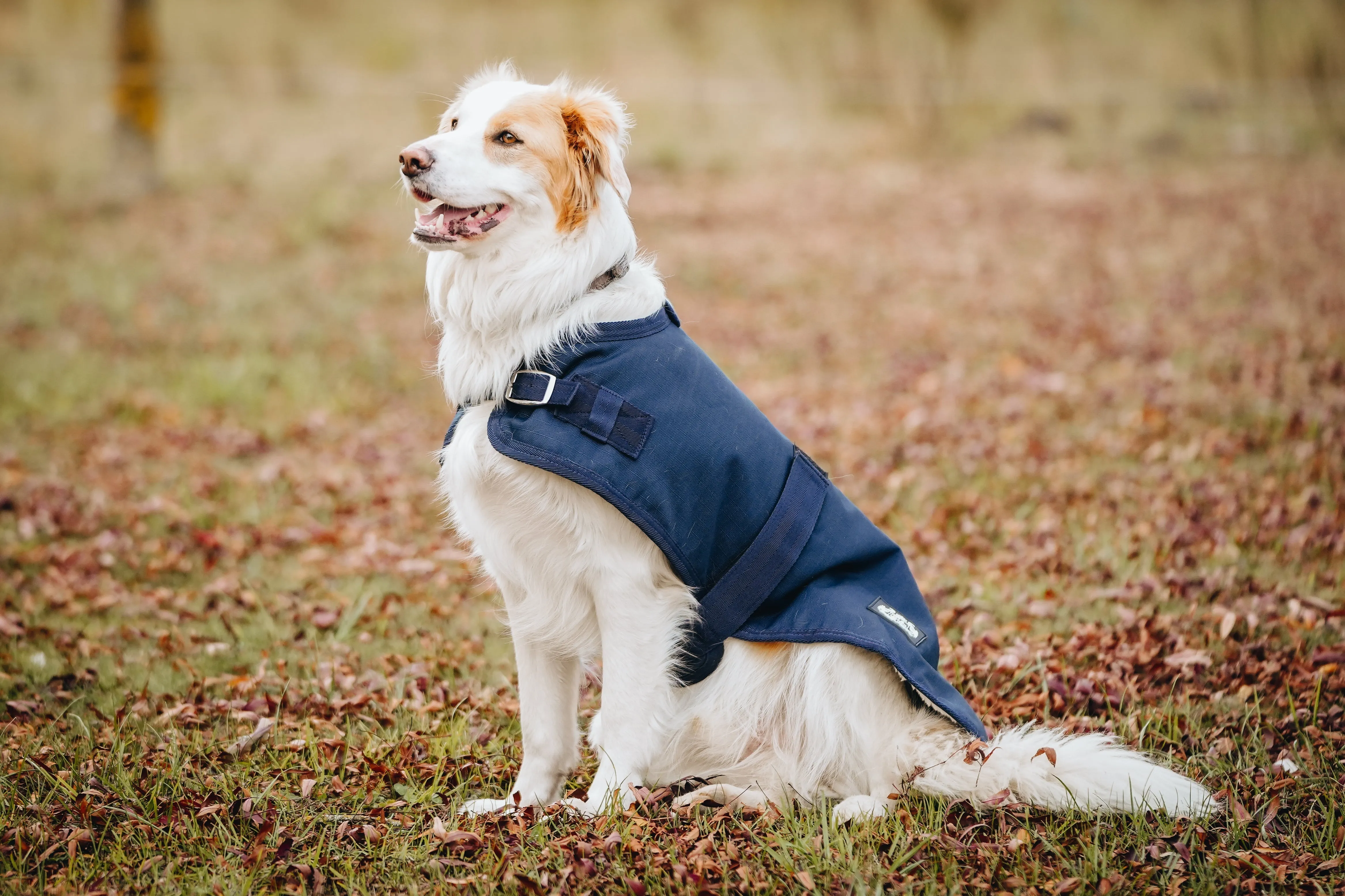 1200D 100g Dog Coats – Prints - 2022 Stock Clearance