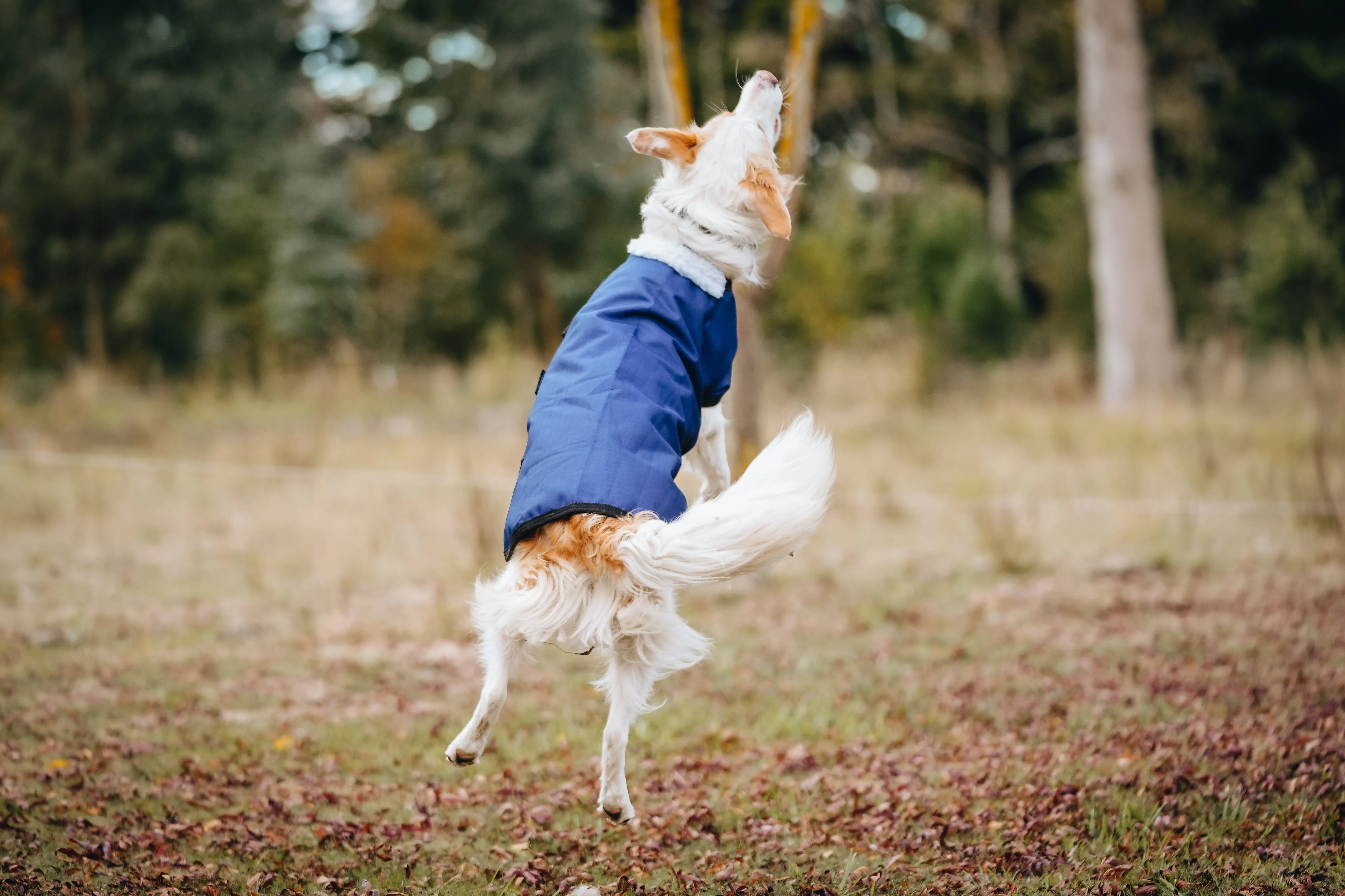 1200D 100g Dog Coats – Solid colours - 2022 Stock Clearance