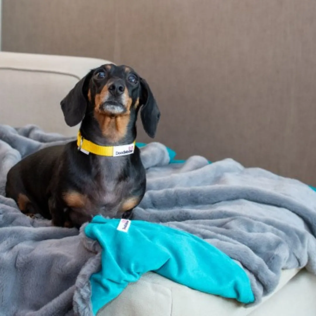 Doodlebone Luxury Faux Fur Pet Blanket In Grey/Teal
