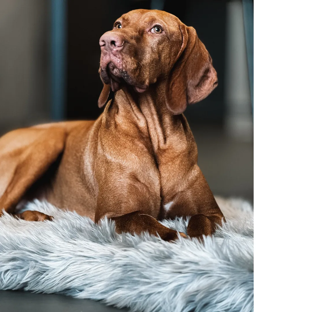 Luxury Faux Fur Orthopedic Dog Bed, Memory Foam Dog Bed for Small, Medium, Large and XL Pets, Fluffy Pet Rug with Waterproof and Washable Soft Cover