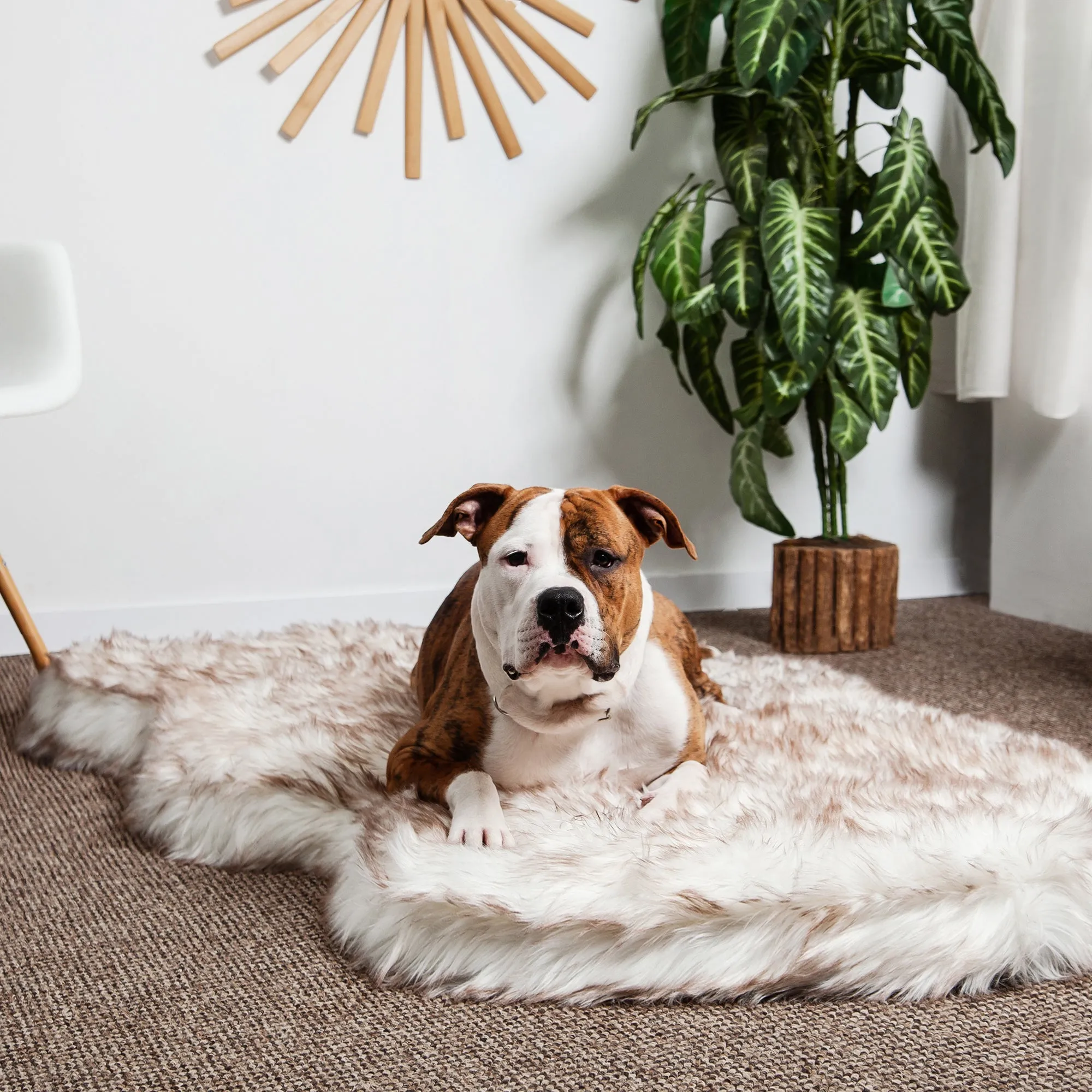 Luxury Faux Fur Orthopedic Dog Bed, Memory Foam Dog Bed for Small, Medium, Large and XL Pets, Fluffy Pet Rug with Waterproof and Washable Soft Cover
