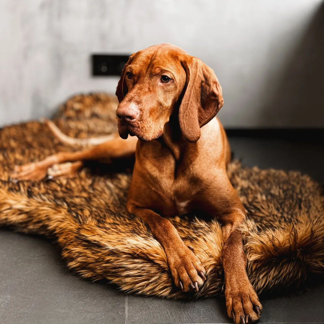 Luxury Faux Fur Orthopedic Dog Bed, Memory Foam Dog Bed for Small, Medium, Large and XL Pets, Fluffy Pet Rug with Waterproof and Washable Soft Cover