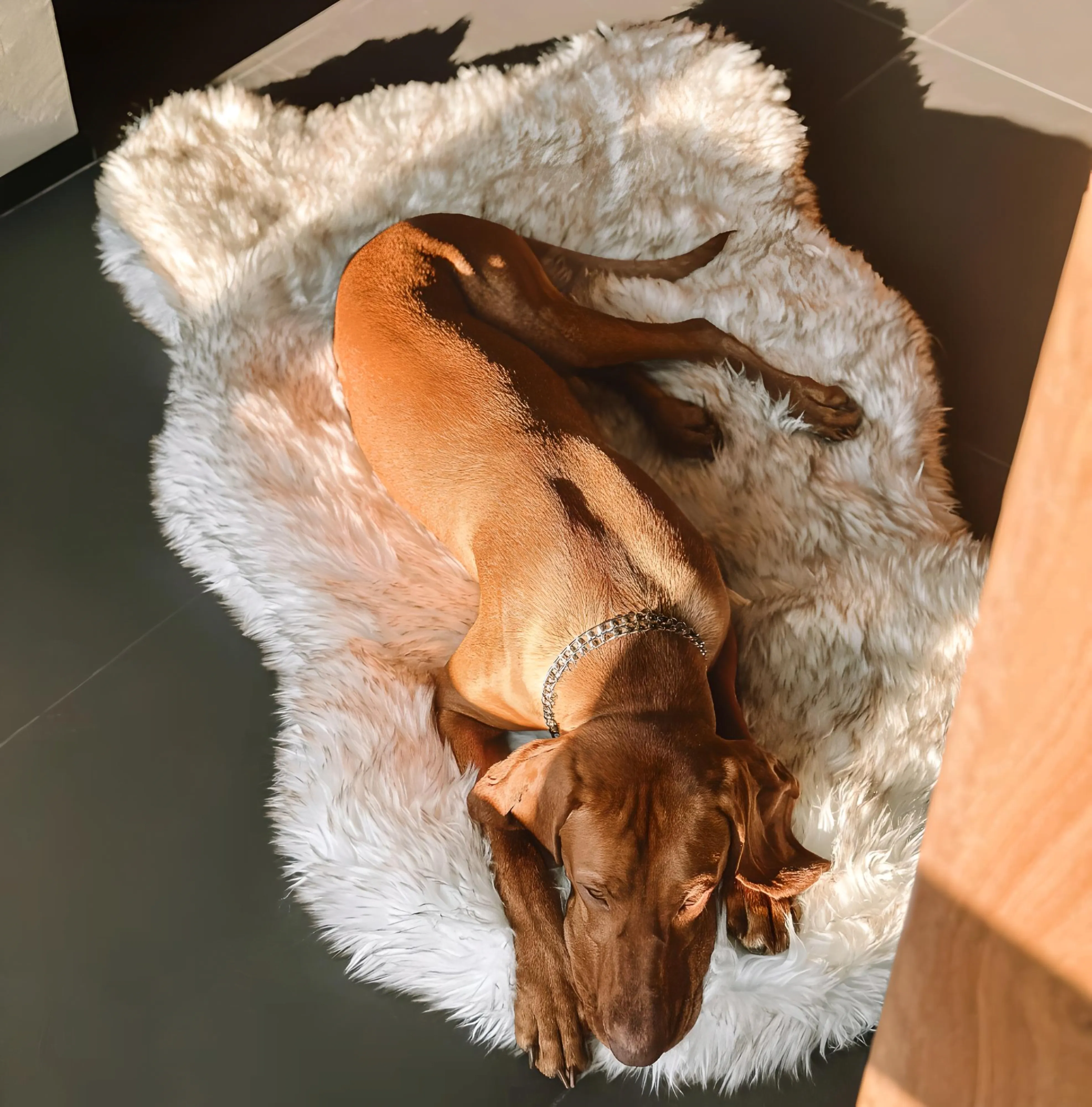 Luxury Faux Fur Orthopedic Dog Bed, Memory Foam Dog Bed for Small, Medium, Large and XL Pets, Fluffy Pet Rug with Waterproof and Washable Soft Cover