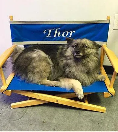 Pet Personalized Director's Chair