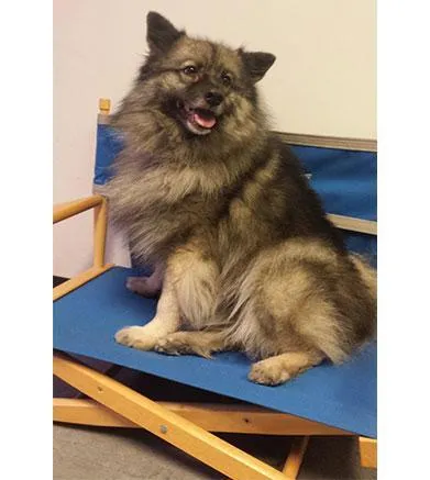 Pet Personalized Director's Chair