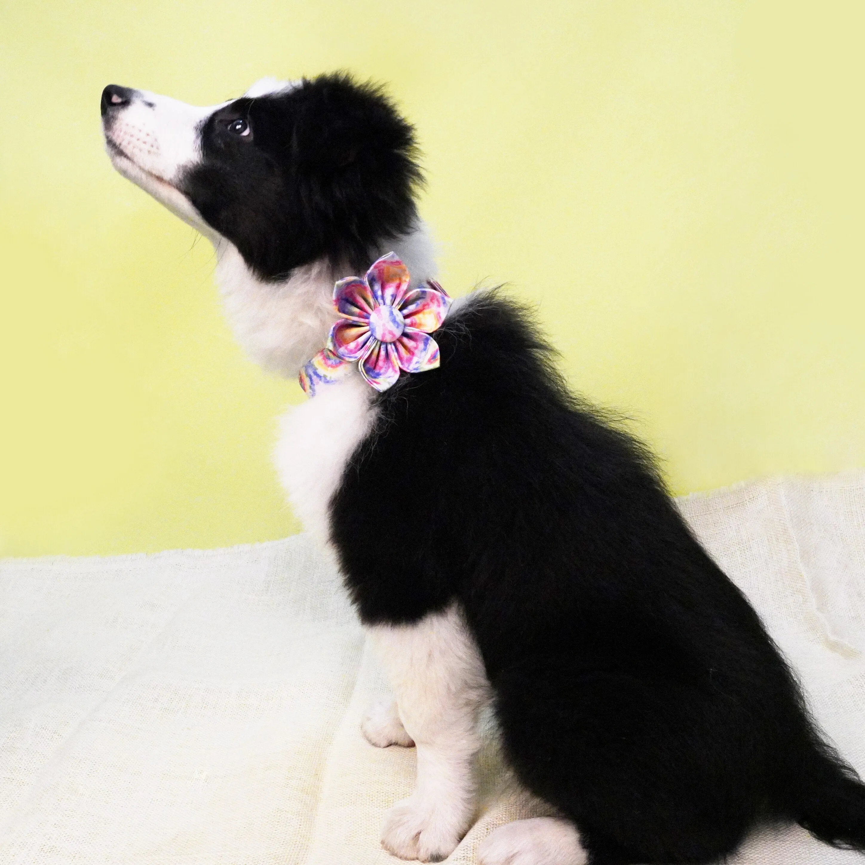 Tie-Dye Flower Collar and Leash Set | Personalized