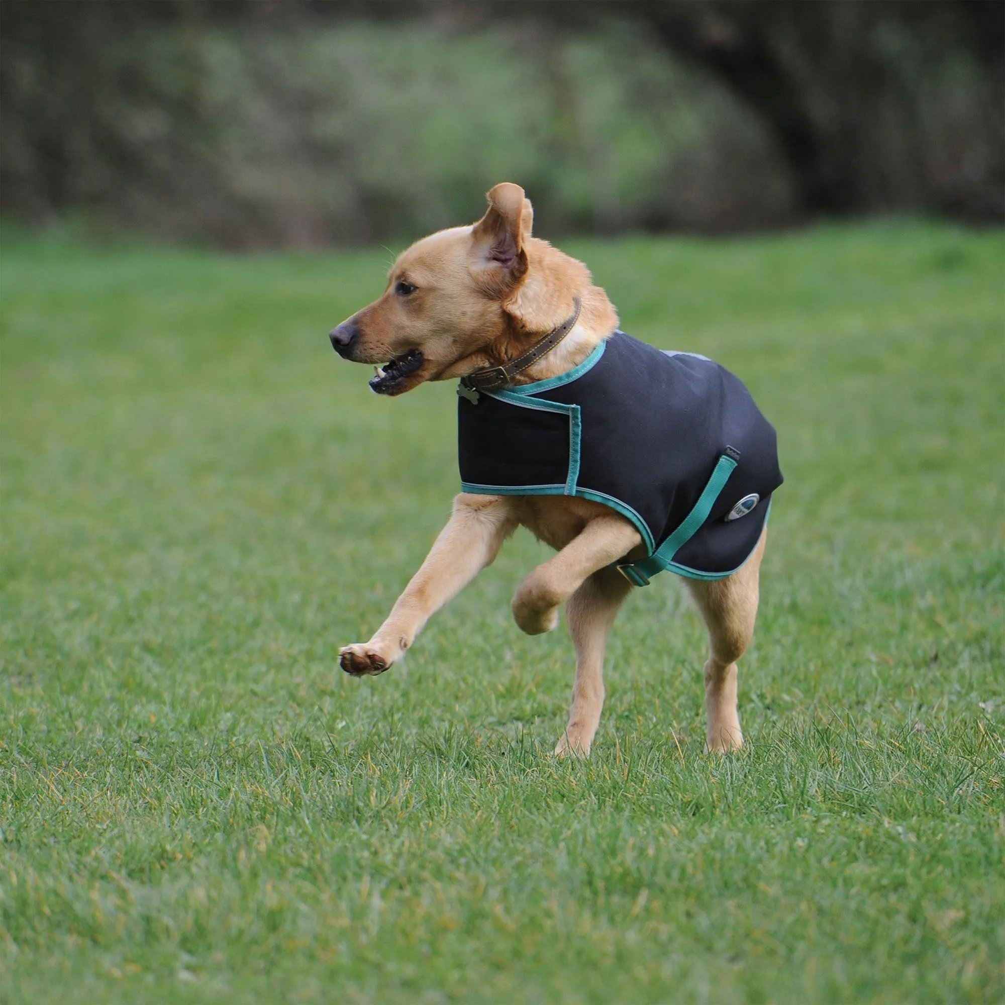 Weatherbeeta Green-Tec 900D Dog Coat