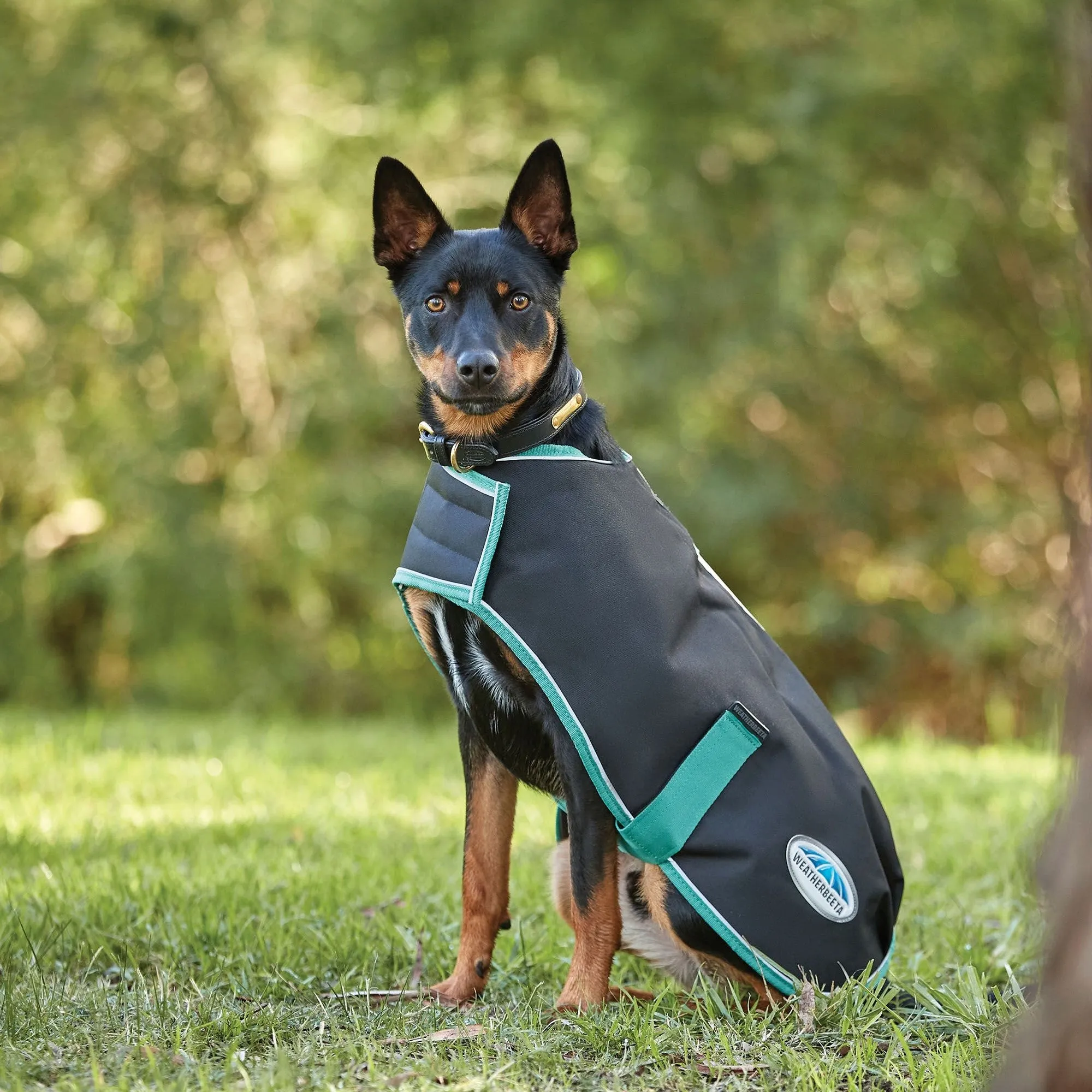 Weatherbeeta Green-Tec 900D Dog Coat